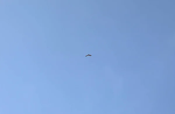 Arrière Plan Aigles Noirs Montent Flèche Dans Les Nuages Dans — Photo