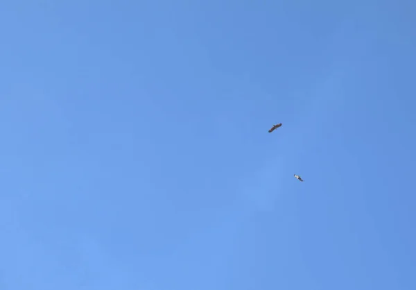 Antecedentes Águias Negras Voam Nas Nuvens Céu Azul Pela Manhã — Fotografia de Stock