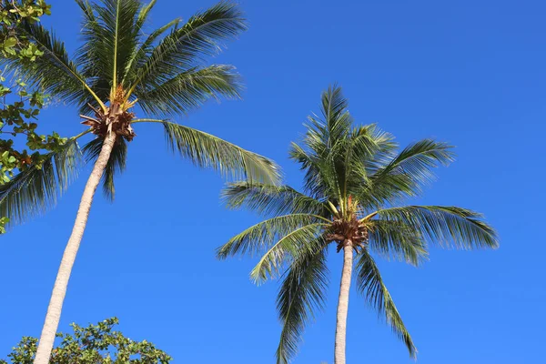 Tropická Krajina Pozadí Pobřeží Palmy Obloha Slunce Pozadí — Stock fotografie
