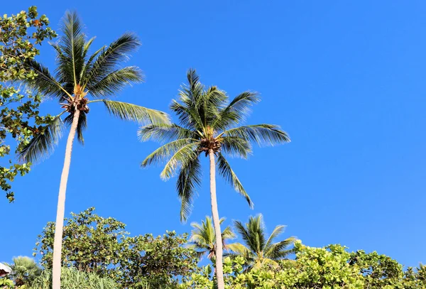 热带景观背景 滨海和棕榈树 天空和阳光背景 — 图库照片