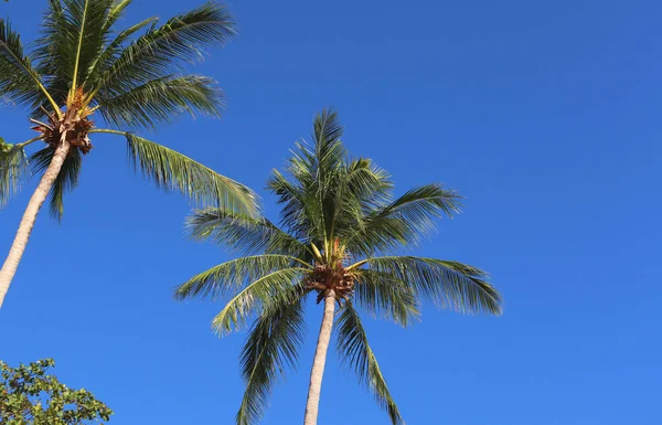 Tropische Landschap Achtergrond Kust Palmbomen Hemel Zon Achtergrond — Stockfoto