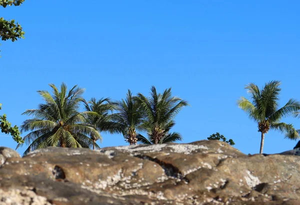 热带景观背景 滨海和棕榈树 天空和阳光背景 — 图库照片