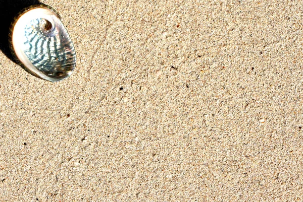 Background Sea Shells Sand View Natural Colored Texture — Stock Photo, Image