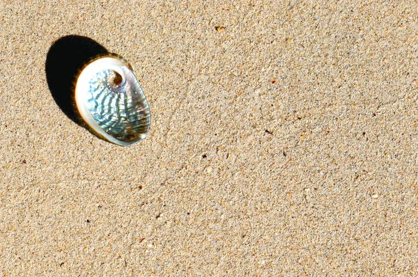 Background Sea Shells Sand View Natural Colored Texture — 图库照片
