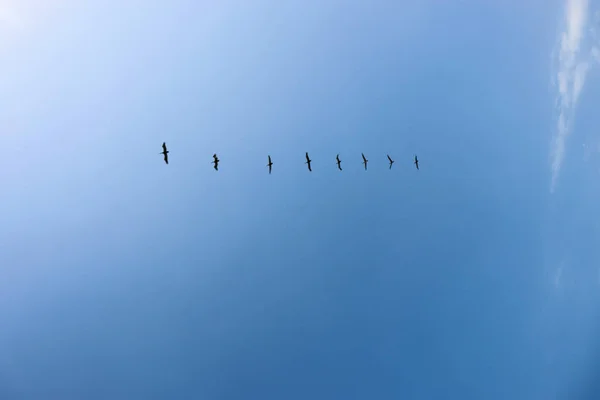 Ένα Σμήνος Πουλιών Στον Γαλάζιο Ουρανό Πετάει Άσπρα Σύννεφα — Φωτογραφία Αρχείου