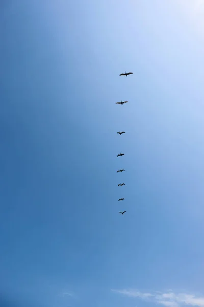 Ein Schwarm Vögel Blauen Himmel Fliegt Weiße Wolken — Stockfoto