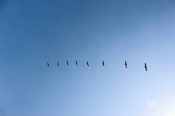 Стая Птиц Голубом Небе Летит Белые Облака — стоковое фото