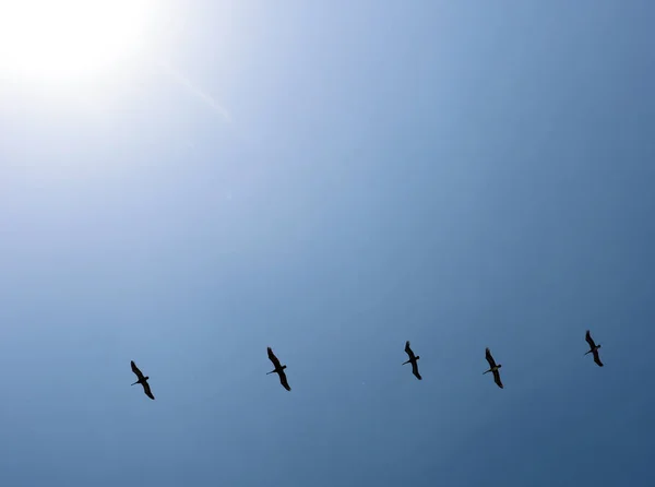 Turmă Păsări Cerul Albastru Zboară Nori Albi — Fotografie, imagine de stoc