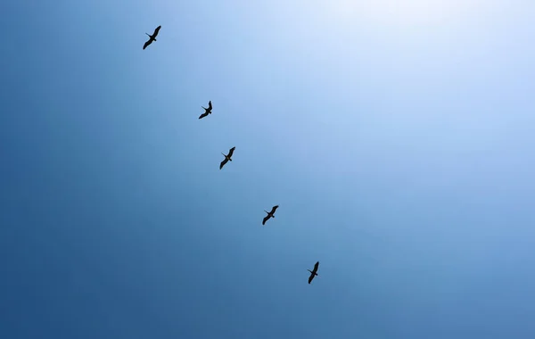 Ein Schwarm Vögel Blauen Himmel Fliegt Weiße Wolken — Stockfoto