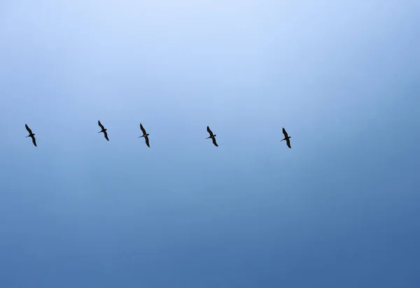 Ein Schwarm Vögel Blauen Himmel Fliegt Weiße Wolken — Stockfoto