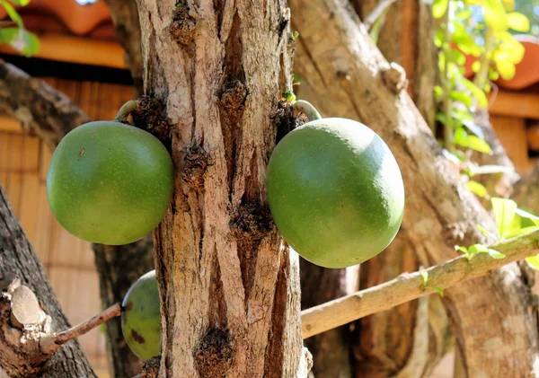 カリブ海沿岸のコロンビアの熱帯の庭の果実 — ストック写真