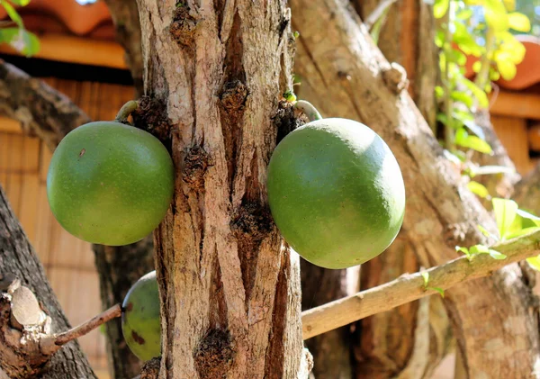 Fruits Jardin Tropical Colombie Sur Côte Caribéenne — Photo