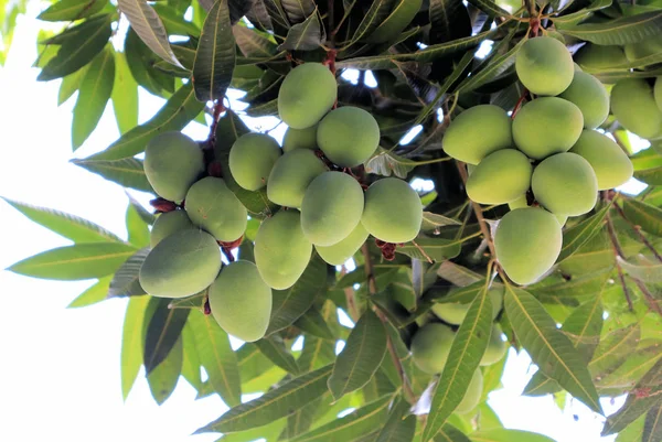 Fruits Tropical Garden Colombia Caribbean Coast — Stock Photo, Image