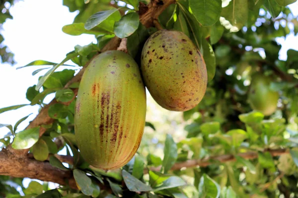 Fruits Jardin Tropical Colombie Sur Côte Caribéenne — Photo