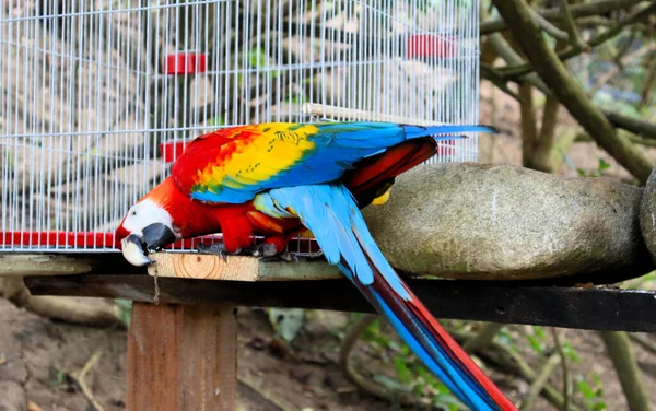 Красочный Попугай Колумбии Карибском Море — стоковое фото