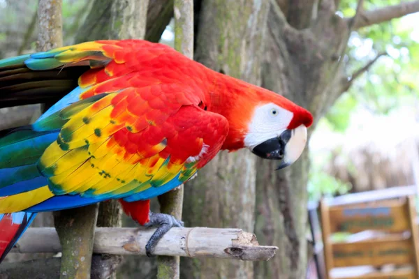 Perroquet Coloré Colombie Sur Mer Des Caraïbes — Photo