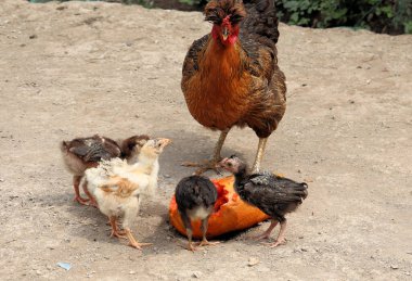 Colombian village in the mountains, chickens dogs, cats and many other animals clipart