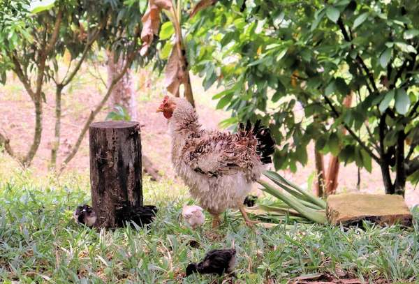 Kolumbiai Falu Hegyekben Csirkék Kutyák Macskák Sok Más Állat — Stock Fotó