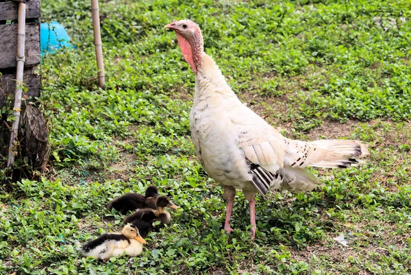 Dağlardaki Kolombiya Köyü Tavuk Köpekleri Kediler Daha Birçok Hayvan — Stok fotoğraf