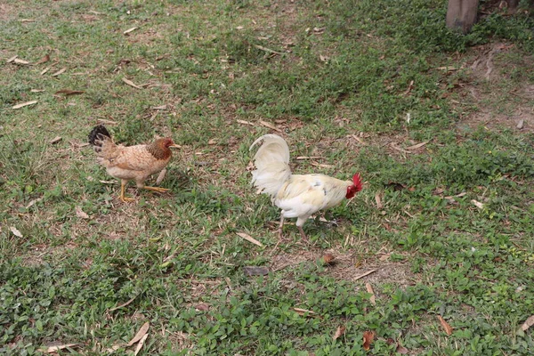 Pueblo Colombiano Las Montañas Pollos Perros Gatos Muchos Otros Animales — Foto de Stock