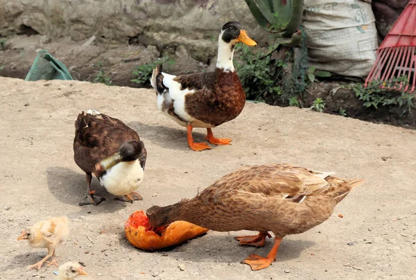 Dağlardaki Kolombiya Köyü Tavuk Köpekleri Kediler Daha Birçok Hayvan — Stok fotoğraf