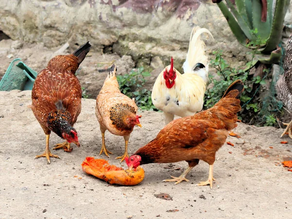 Dağlardaki Kolombiya Köyü Tavuk Köpekleri Kediler Daha Birçok Hayvan — Stok fotoğraf