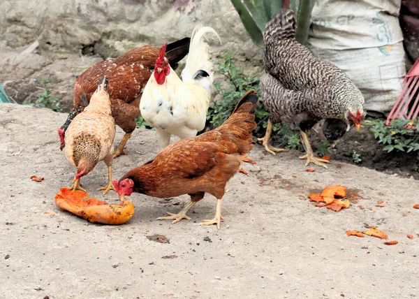 Village Colombien Dans Les Montagnes Poulets Chiens Chats Beaucoup Autres — Photo