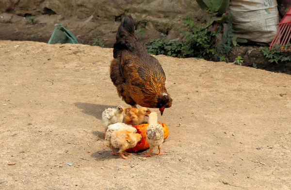 Dağlardaki Kolombiya Köyü Tavuk Köpekleri Kediler Daha Birçok Hayvan — Stok fotoğraf