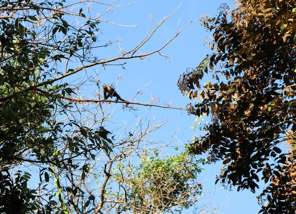 Удивительная Природа Тропических Лесов Панаме Обезьяны Прыгают Деревьях — стоковое фото