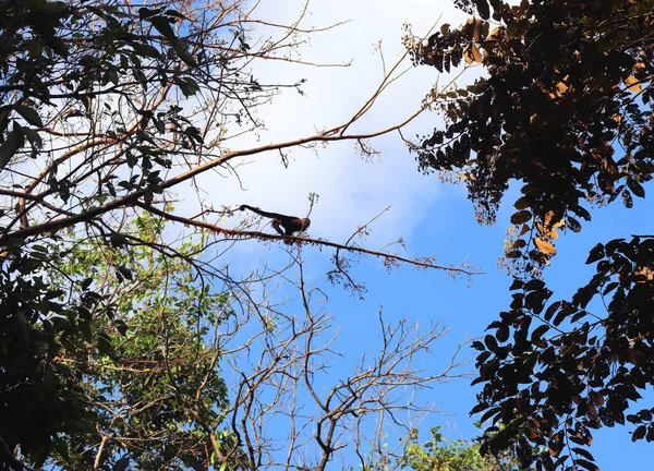 Hutan Hujan Alam Panama Monyet Melompat Pohon — Stok Foto