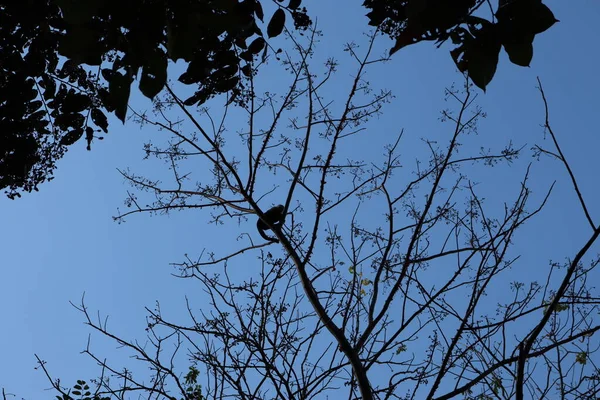Удивительная Природа Тропических Лесов Панаме Обезьяны Прыгают Деревьях — стоковое фото