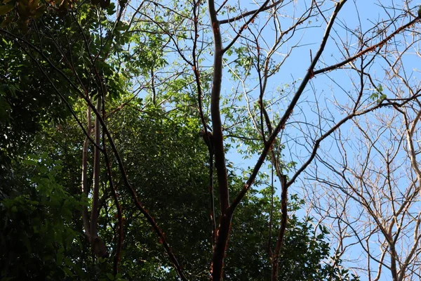 Hutan Hujan Alam Yang Menakjubkan Panama — Stok Foto