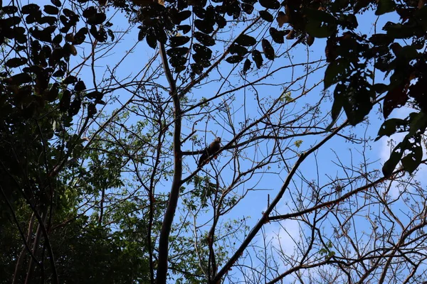 Csodálatos Esőerdő Természet Panama Majmok Ugrás Fákon — Stock Fotó