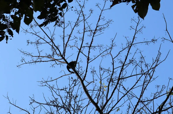 Hutan Hujan Alam Panama Monyet Melompat Pohon — Stok Foto