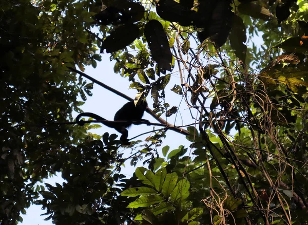 Natureza Incrível Floresta Tropical Panamá Macacos Pulando Árvores — Fotografia de Stock