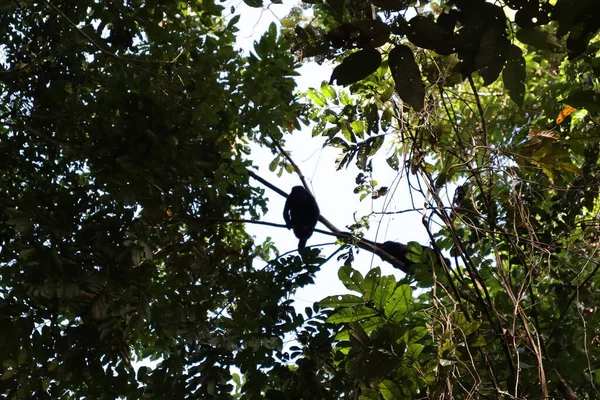 Erstaunliche Regenwaldnatur Panama — Stockfoto
