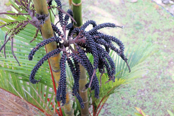 Fantastisk Regnskov Natur Panama - Stock-foto