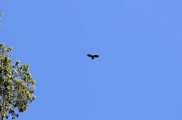 Uimitor Natura Pădure Tropicală Panama Maimuțe Sărind Copaci — Fotografie, imagine de stoc