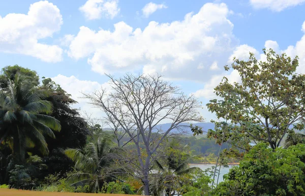 Fantastisk Regnskov Natur Panama - Stock-foto