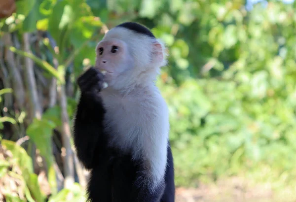 Macaco Prego Engraçado Posa Para Turistas Sessão Fotos Com Capuchinho — Fotografia de Stock