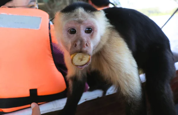 Macaco Prego Engraçado Posa Para Turistas Sessão Fotos Com Capuchinho — Fotografia de Stock