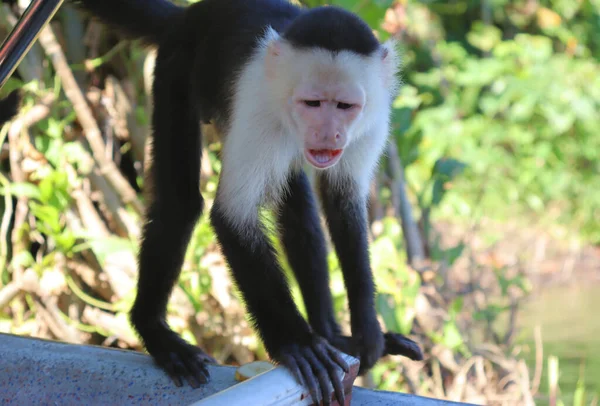 Macaco Prego Engraçado Posa Para Turistas Sessão Fotos Com Capuchinho — Fotografia de Stock