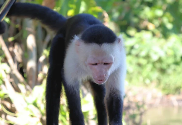 Macaco Prego Engraçado Posa Para Turistas Sessão Fotos Com Capuchinho — Fotografia de Stock