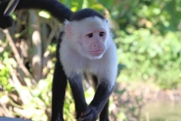 Macaco Prego Engraçado Posa Para Turistas Sessão Fotos Com Capuchinho — Fotografia de Stock