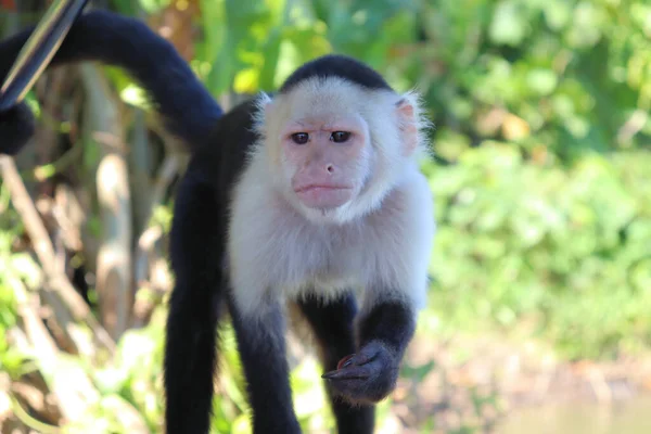 Macaco Prego Engraçado Posa Para Turistas Sessão Fotos Com Capuchinho — Fotografia de Stock