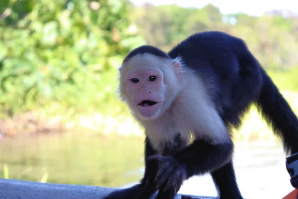 Macaco Prego Engraçado Posa Para Turistas Sessão Fotos Com Capuchinho — Fotografia de Stock