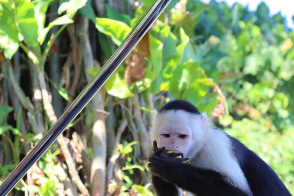 Macaco Prego Engraçado Posa Para Turistas Sessão Fotos Com Capuchinho — Fotografia de Stock