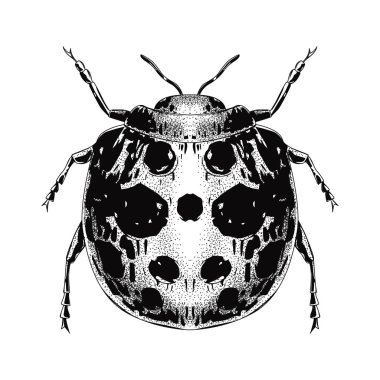 Vintage Biçimli El Çekimi Böceği