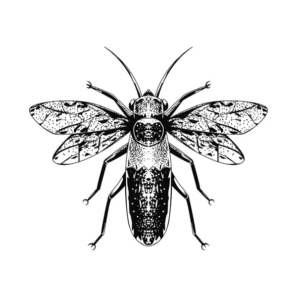 Handgezeichnetes Insekt im Vintage-Stil — Stockvektor