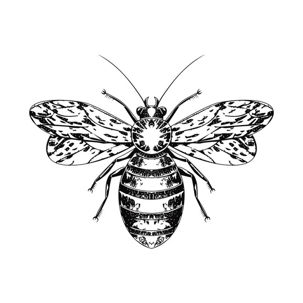 HAND DRAWN INSECT IN VINTAGE STYLE — Stock Vector